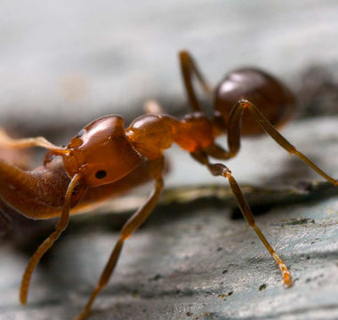 5 Fascinating Facts About Ants