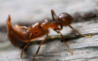 5 Fascinating Facts About Ants