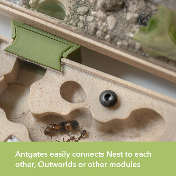 Nest Formicarium (Ant Farm) – AntKeepers