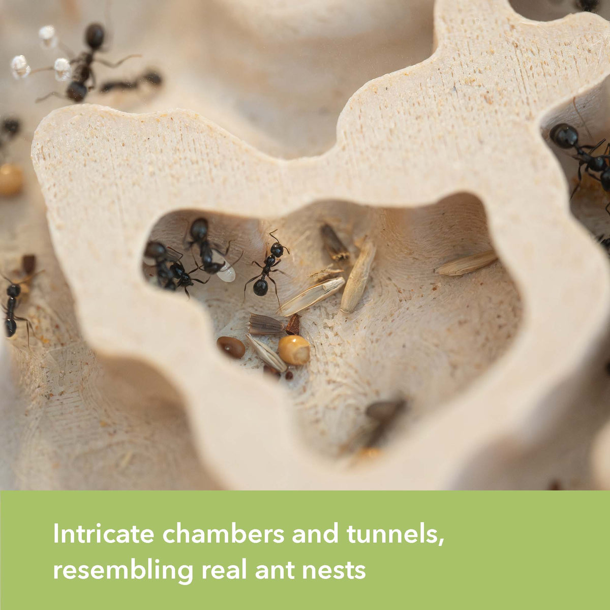 Nest Formicarium (Ant Farm) – AntKeepers