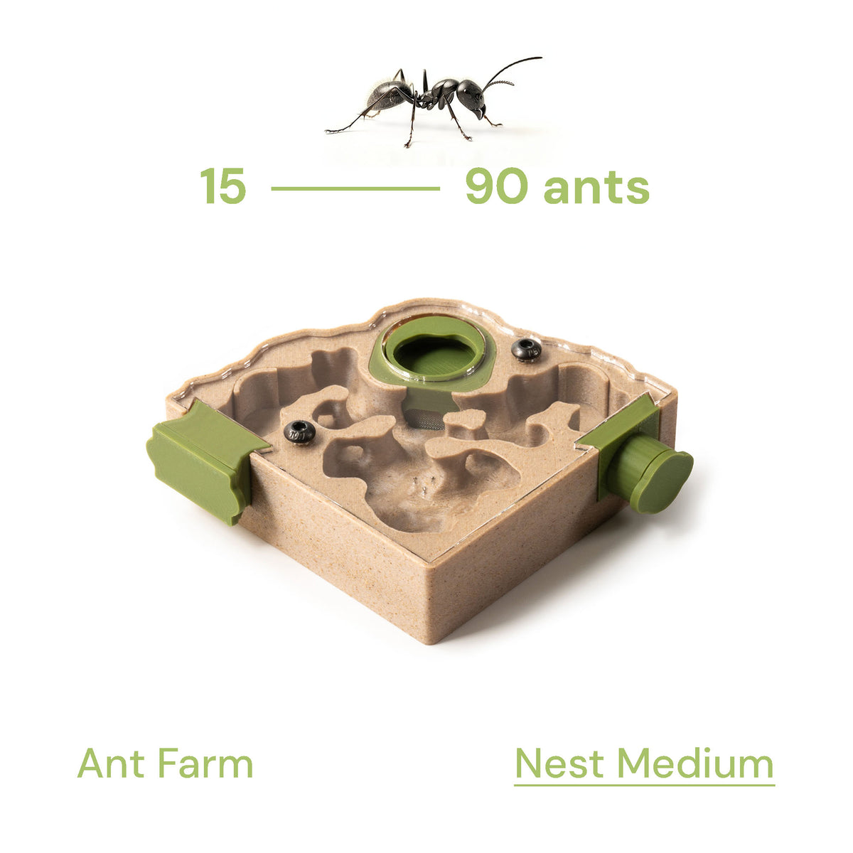 Nest Formicarium (Ant Farm) – AntKeepers