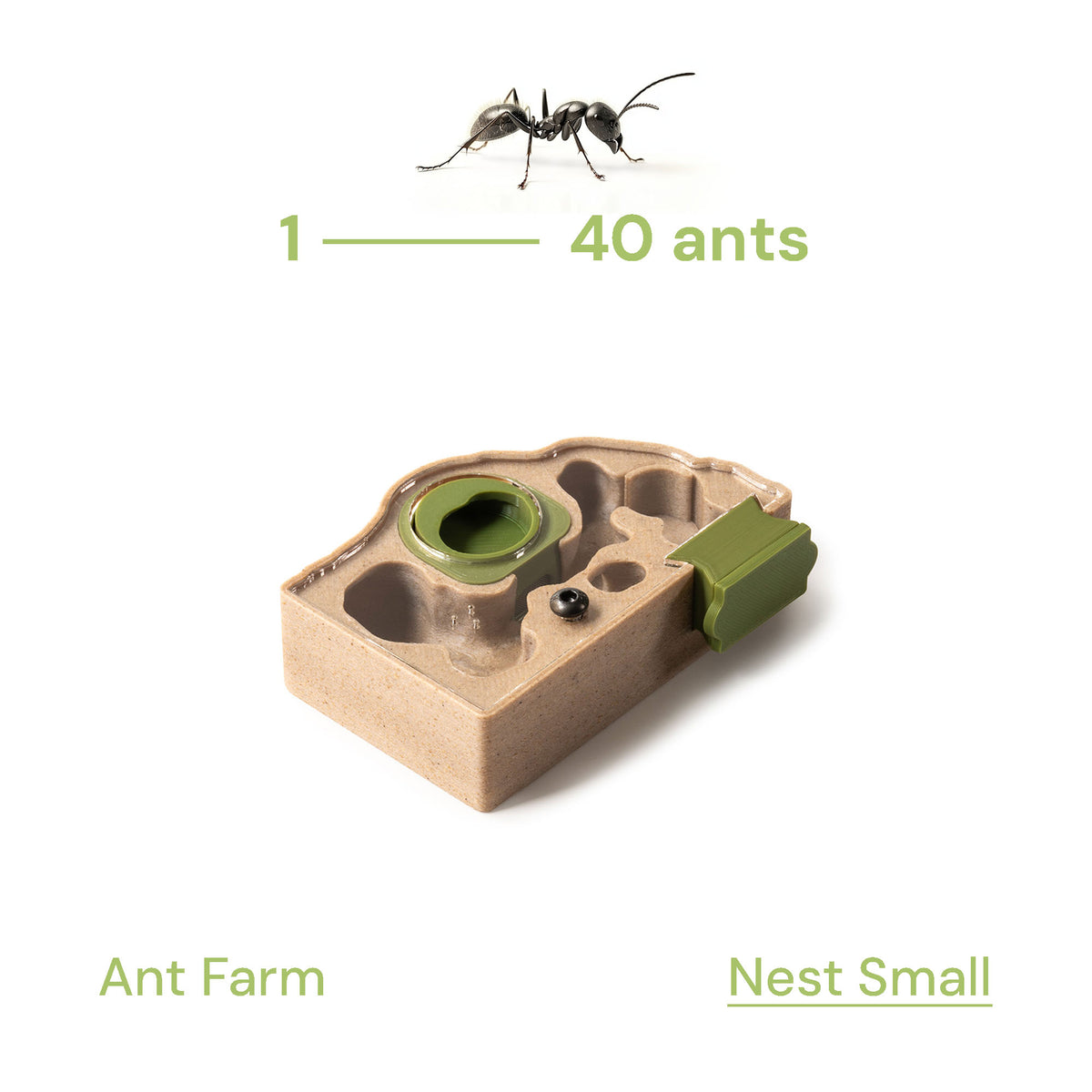 Nest Formicarium (Ant Farm) – AntKeepers