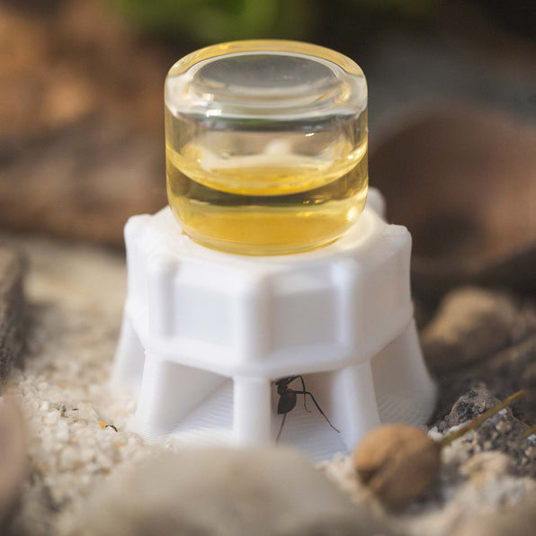 Where to buy ants? – AntKeepers