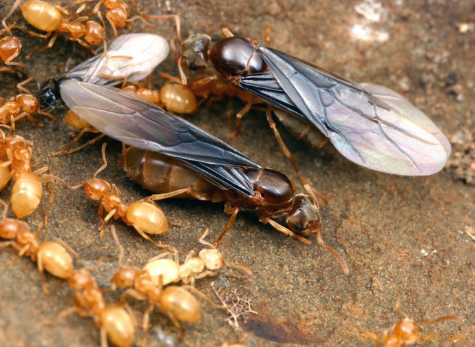 Comunicación de hormigas – AntKeepers