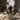 Lasius niger colony with queen