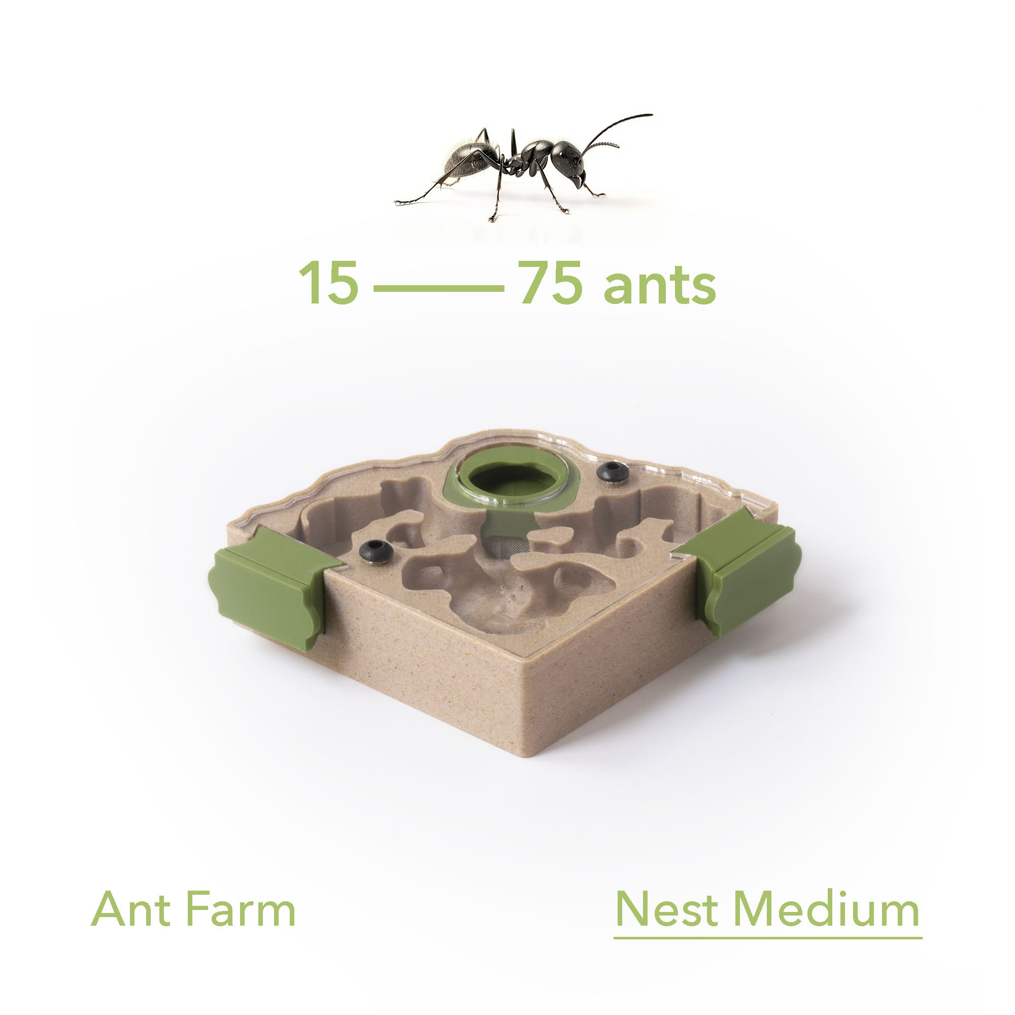 Anthive Nest Formicarium (Ant Farm) – AntKeepers