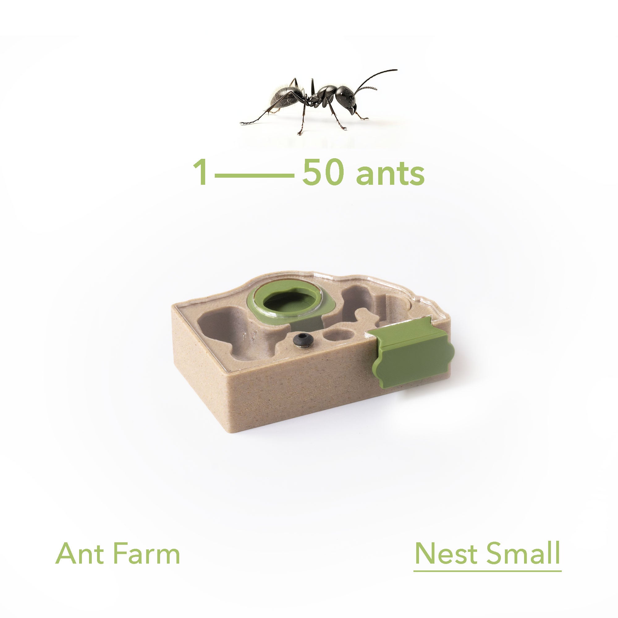 Anthive Nest Formicarium (Ant Farm) – AntKeepers
