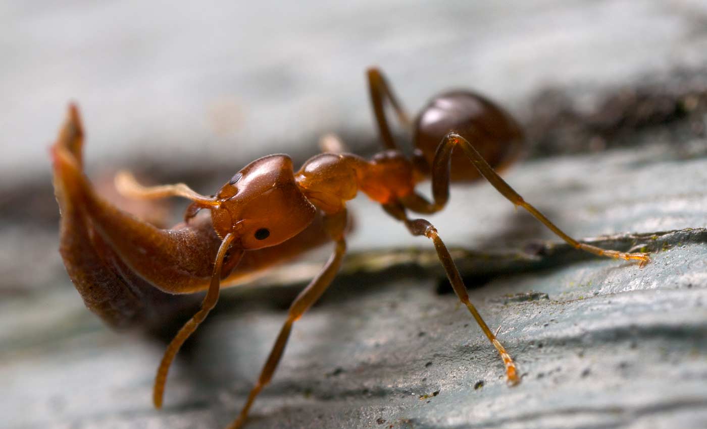 Ant Facts – AntKeepers