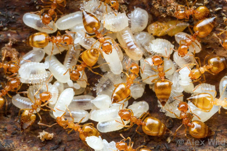 Keeping Ants – AntKeepers