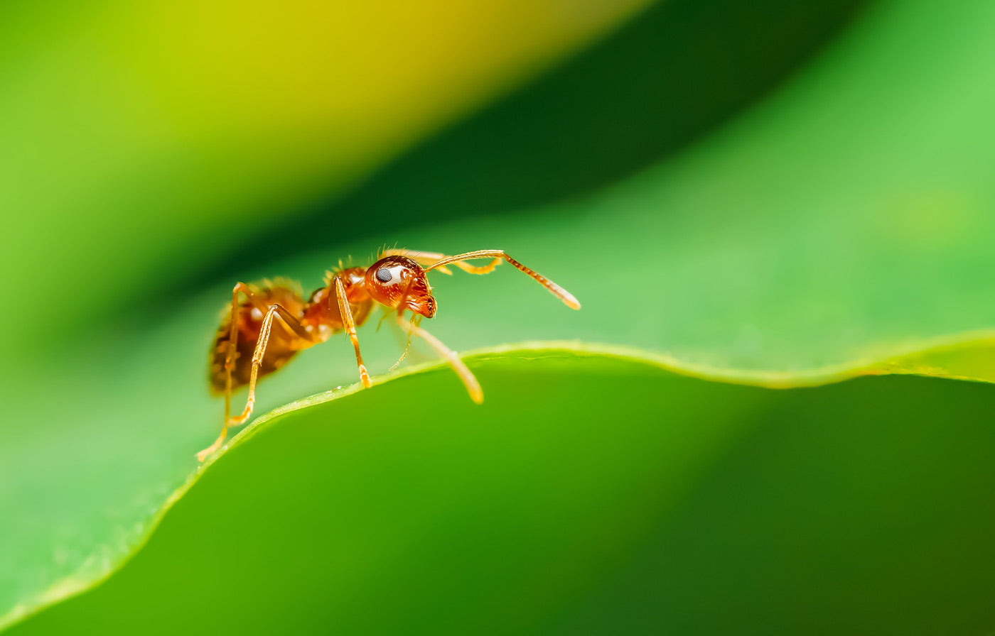 Intro to ants – AntKeepers