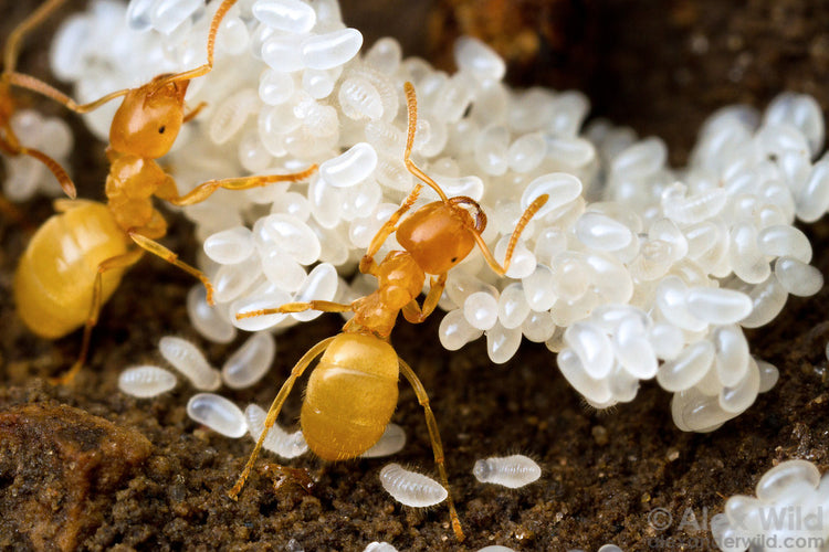 Ant Hibernation (A Comprehensive Guide) – AntKeepers