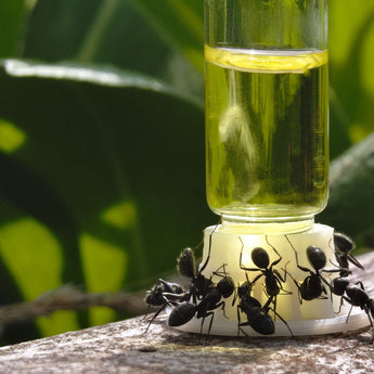 Sunburst Ant Nectar (120 ml) - AntKeepers