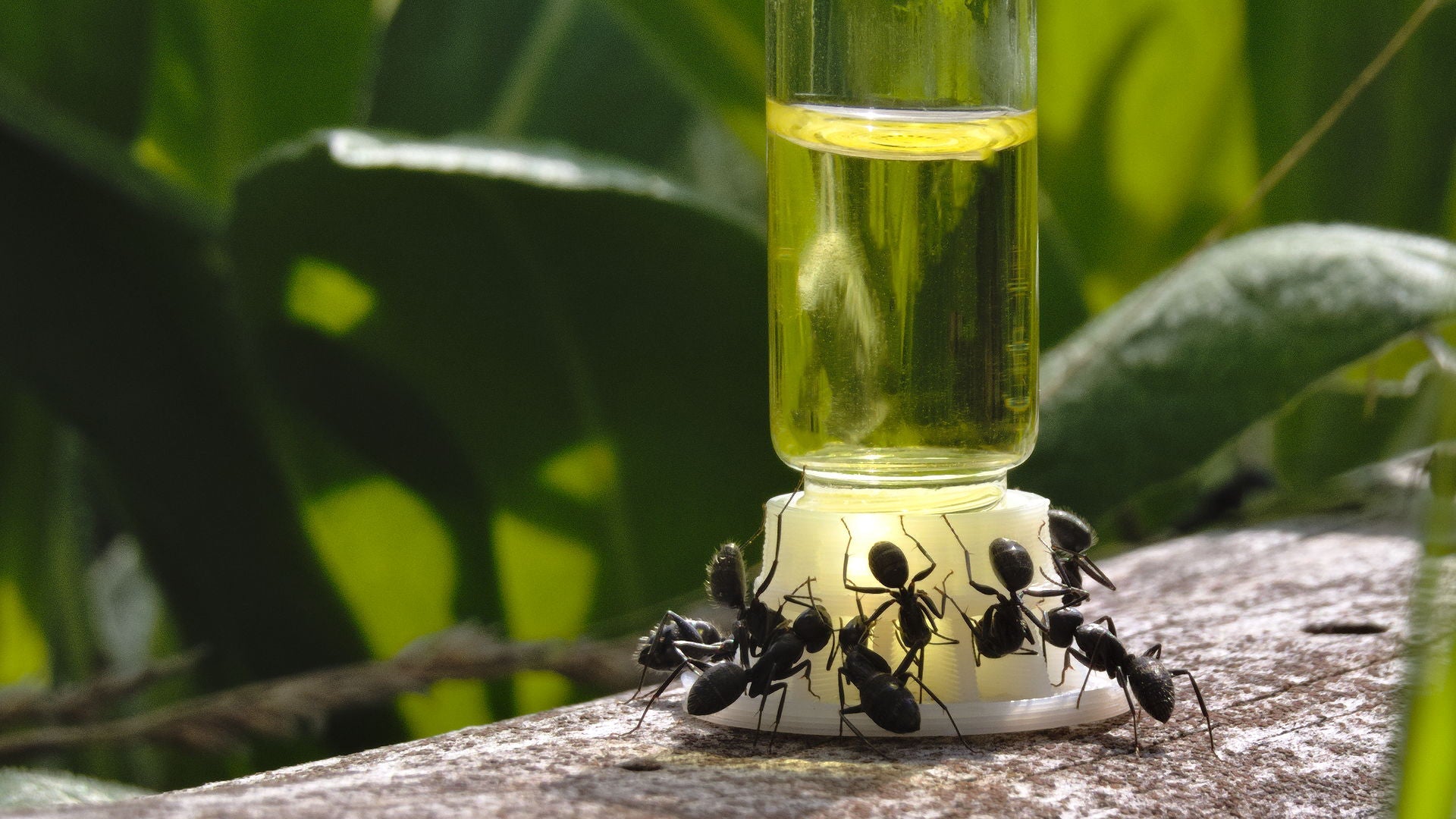 Sunburst Ant Nectar (240 ml) - AntKeepers
