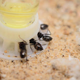 Sunburst Ant Nectar (240 ml) - AntKeepers