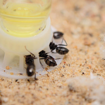 Sunburst Ant Nectar (60 ml) - AntKeepers